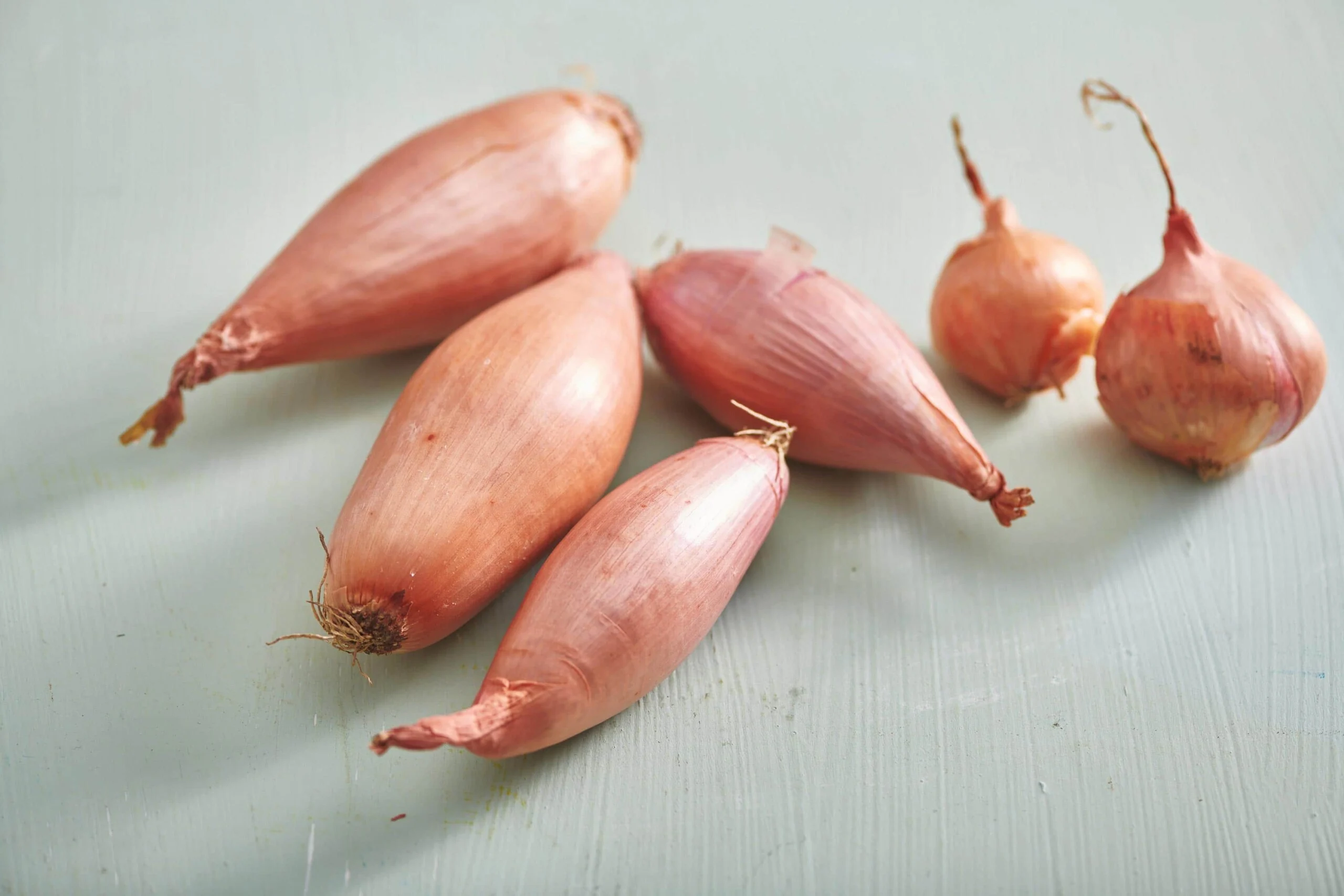 shallot